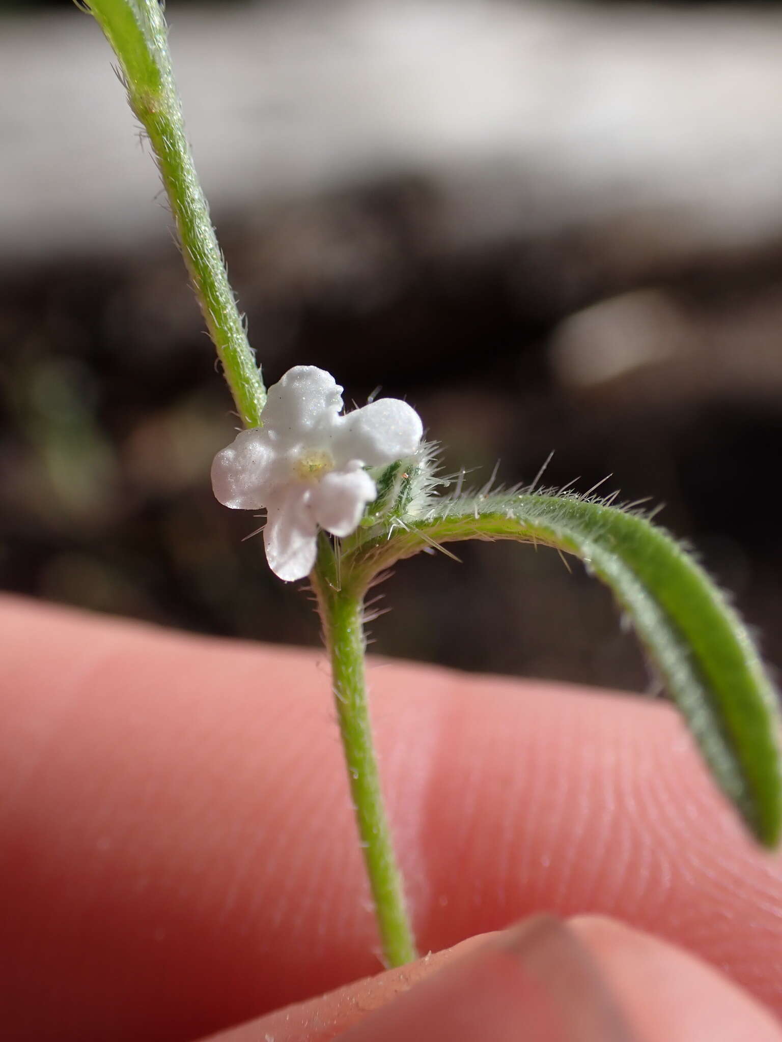 Слика од Cryptantha incana Greene