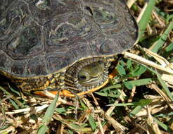 Image of Caspian turtle