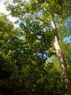 Image of Japanese Tree Lilac