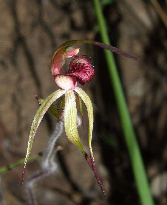 Image of Red-lipped spider orchid