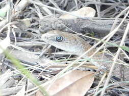 Imagem de Psammophis mossambicus Peters 1882