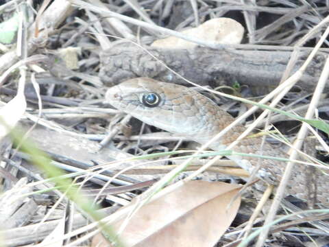 Image of Olive Whip Snake