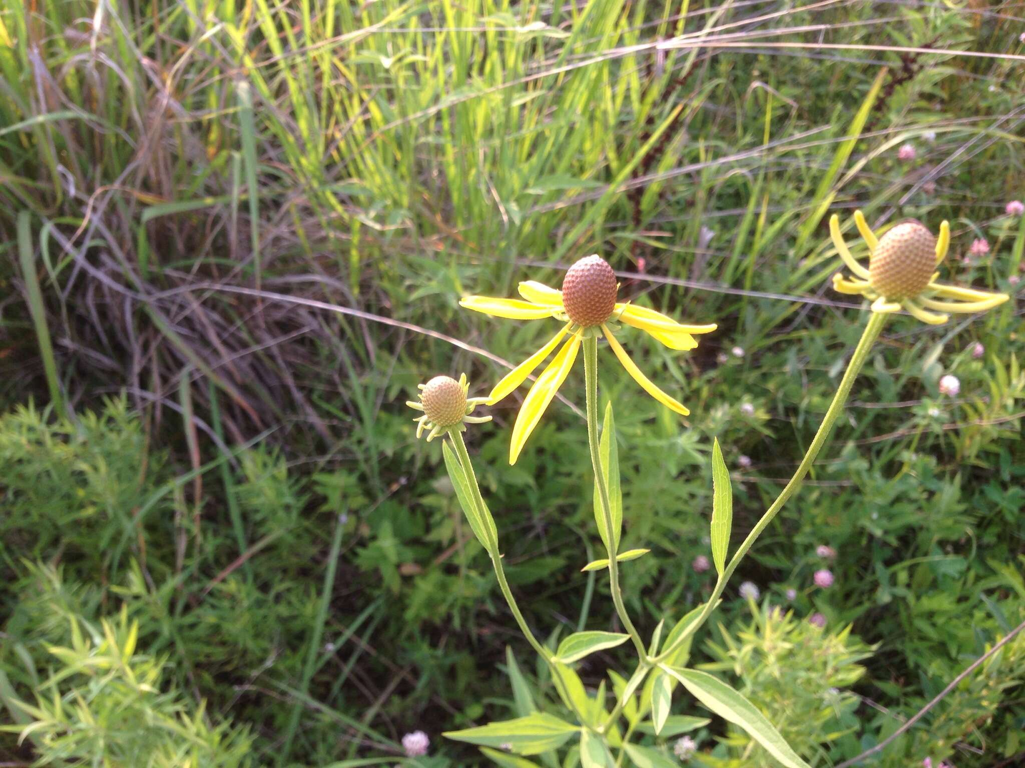 صورة Ratibida pinnata (Vent.) Barnh.