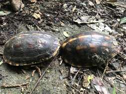 Image of Yellow-margined Box Turtle