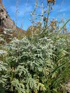 Image of Artemisia gmelinii var. messerschmidiana (Bess.) Poljakov