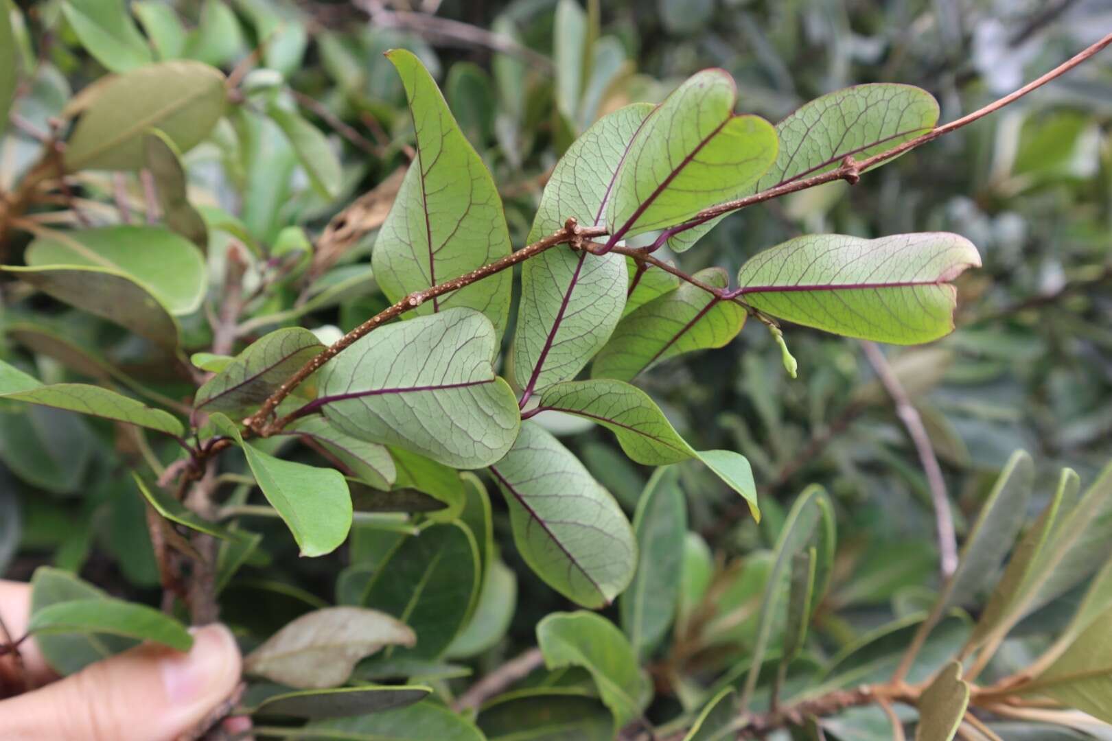 Image of Cryptolepis sinensis (Lour.) Merr.