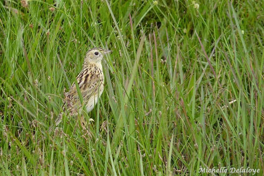 Image of Ochre-breasted Pipit