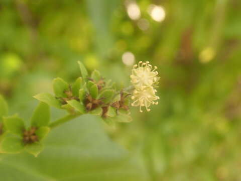 Image of Croton adenophorus Baill.