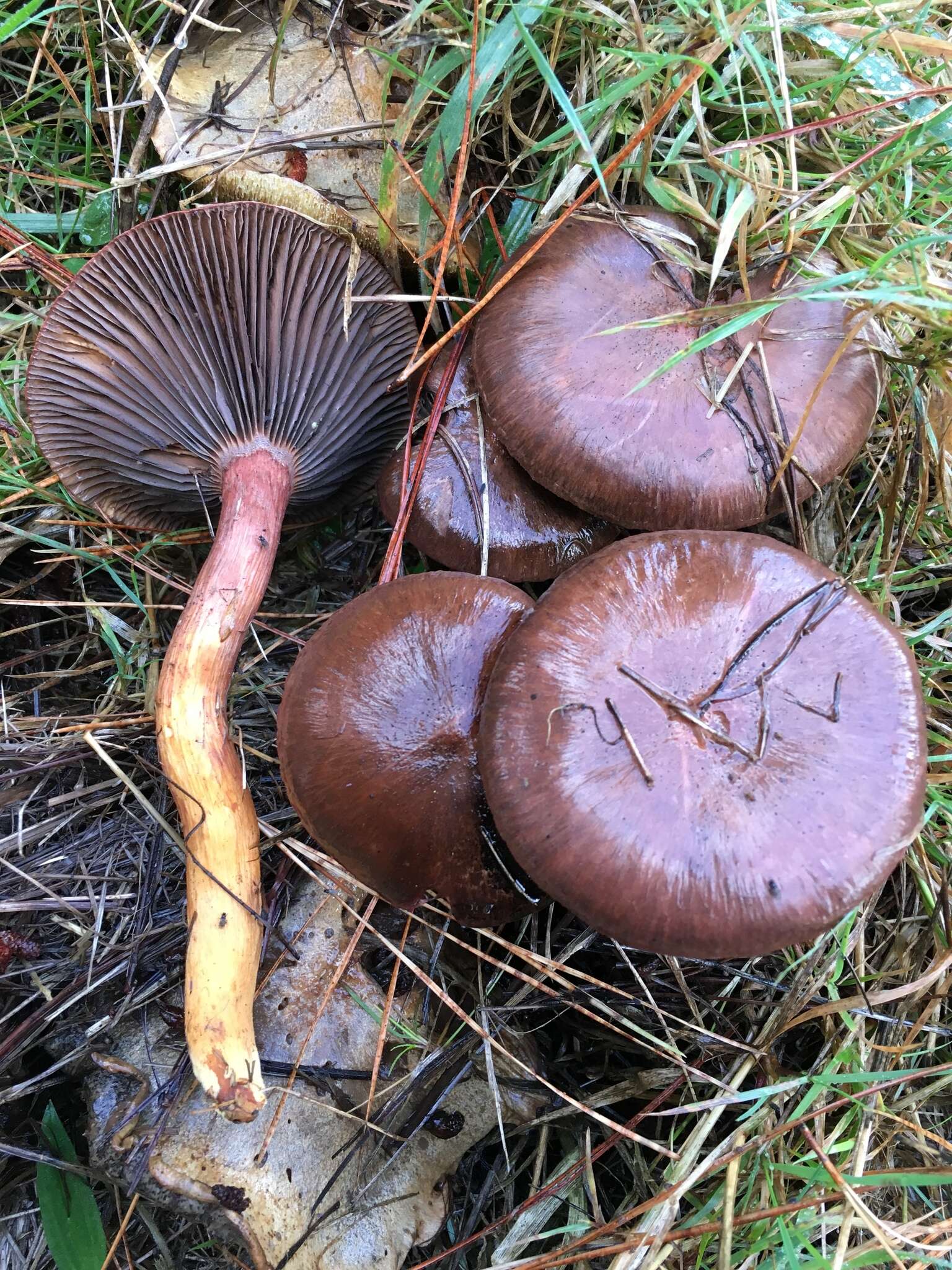 Image of Wine-cap Chroogomphus