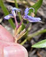 Image of elegant calicoflower