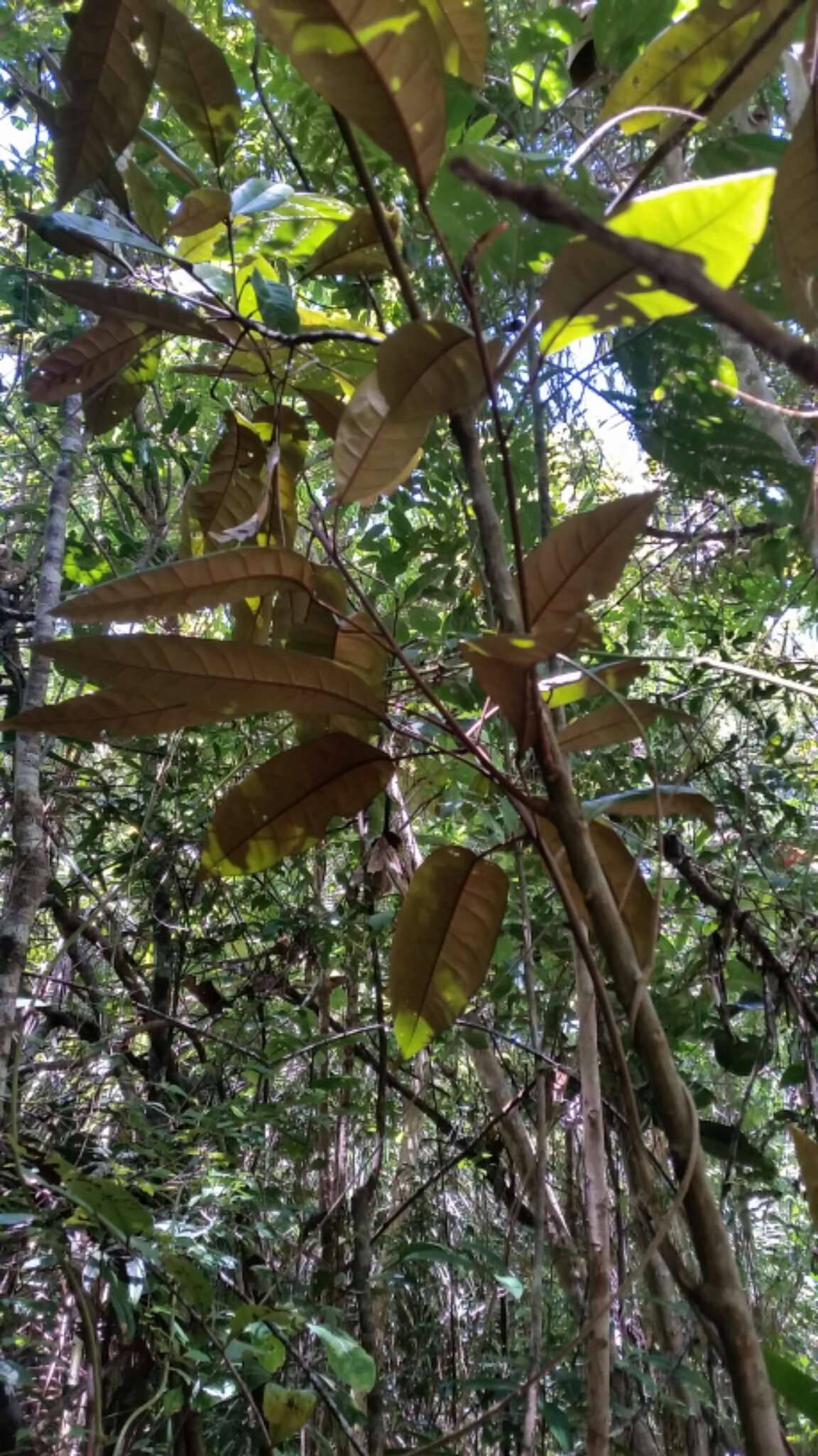 Image of Croton chrysodaphne Baill.