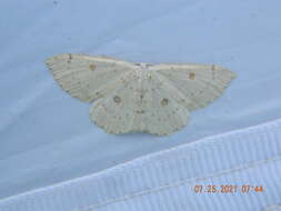 Image of birch mocha