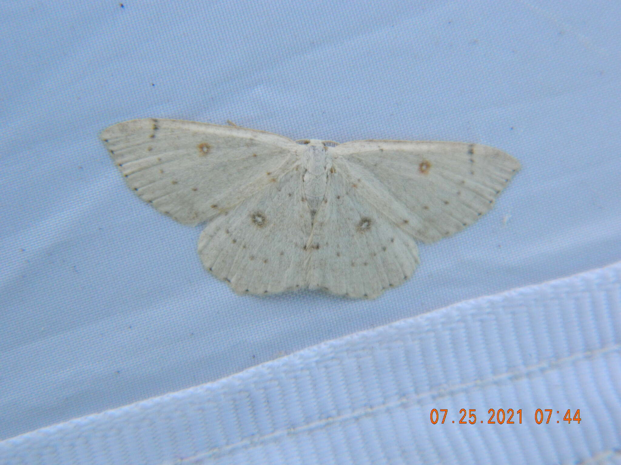 Image of birch mocha