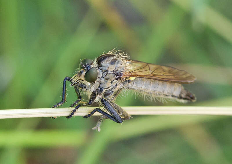 Image of Dysmachus fuscipennis (Meigen 1820)