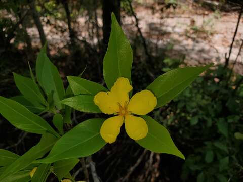 Imagem de Arboa integrifolia (Claverie) Thulin & Razafim.