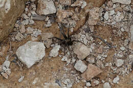 Image of Aphonopelma superstitionense Hamilton, Hendrixson & Bond 2016