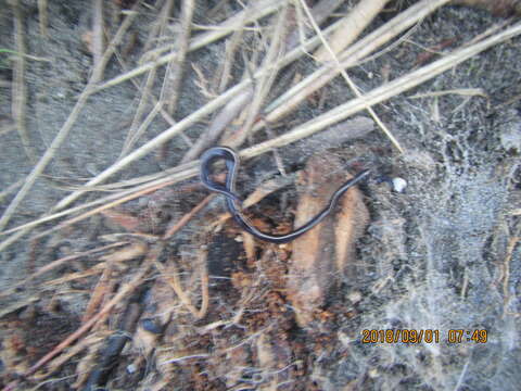 Image of Blue garden flatworm