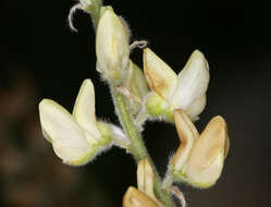 Image of Dedecker lupine