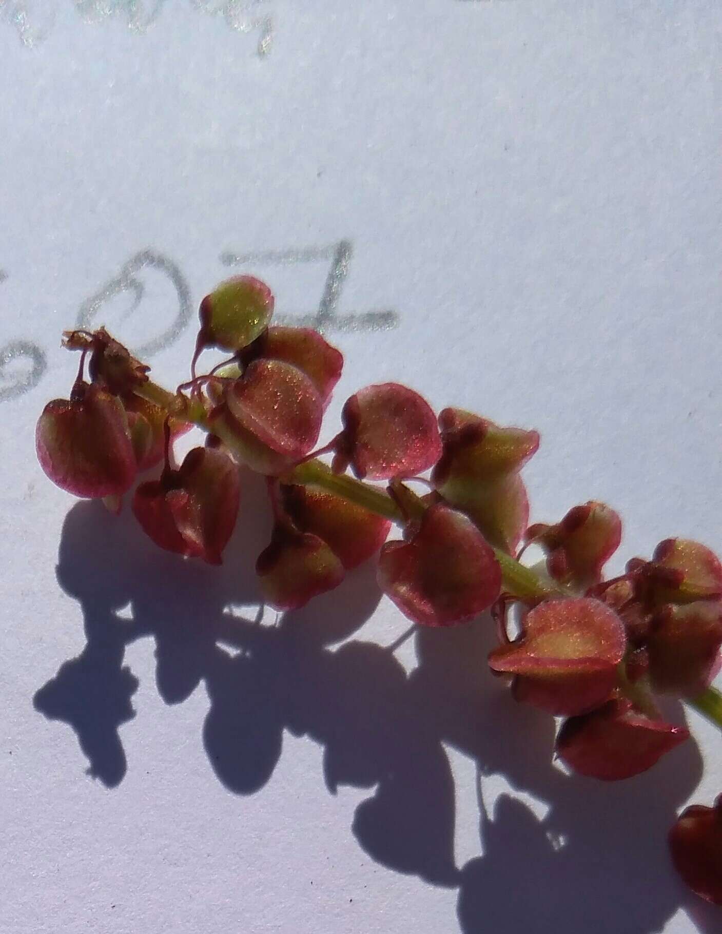 Image of Rumex lativalvis Meisn.