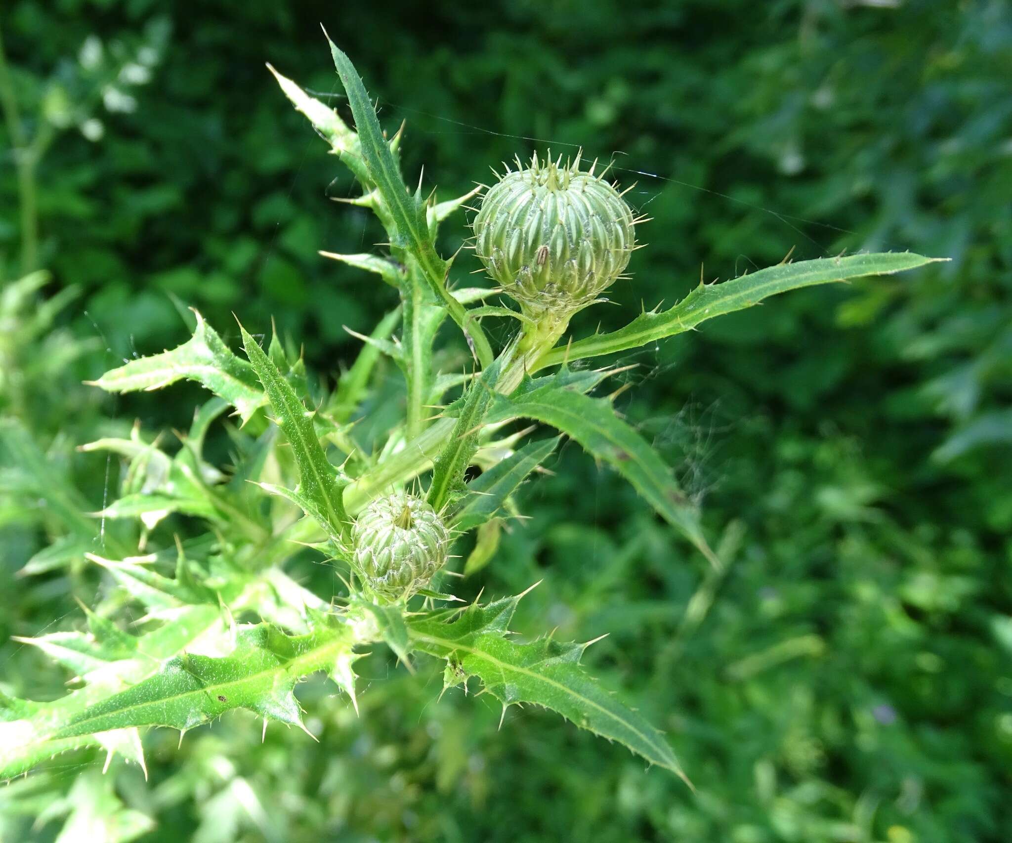 Cirsium engelmannii Rydb.的圖片