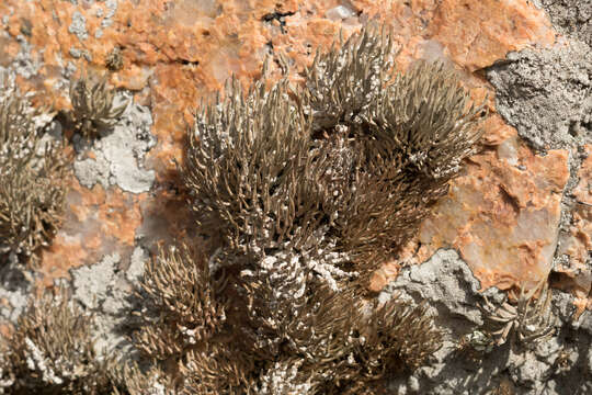 Image of roccella lichen