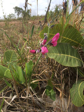 Imagem de Galactia peduncularis (Benth.) Taub.