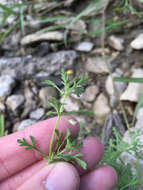 Image of Narrow-Leaf Paleseed