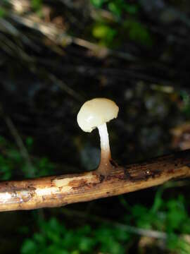 Image of Cudoniella clavus (Alb. & Schwein.) Dennis 1964