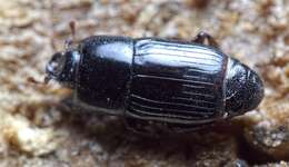 Image de Platysoma (Cylister) elongatum elongatum (Thunberg 1787)