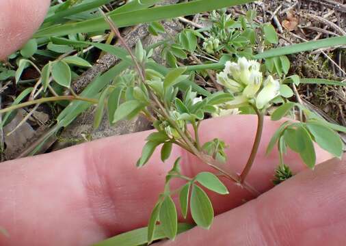 Imagem de Ceratocapnos claviculata subsp. claviculata