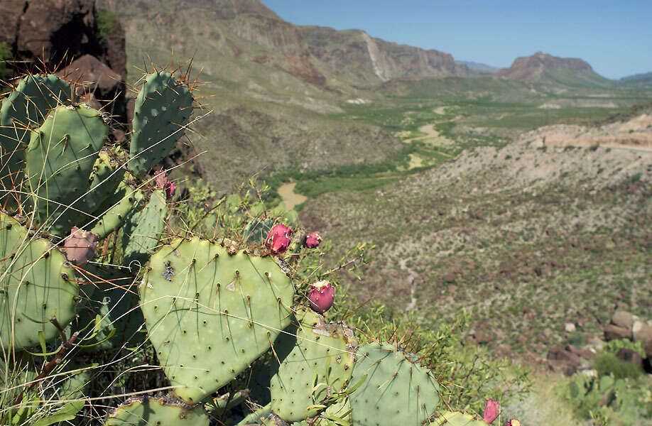 Opuntia azurea var. discolor的圖片