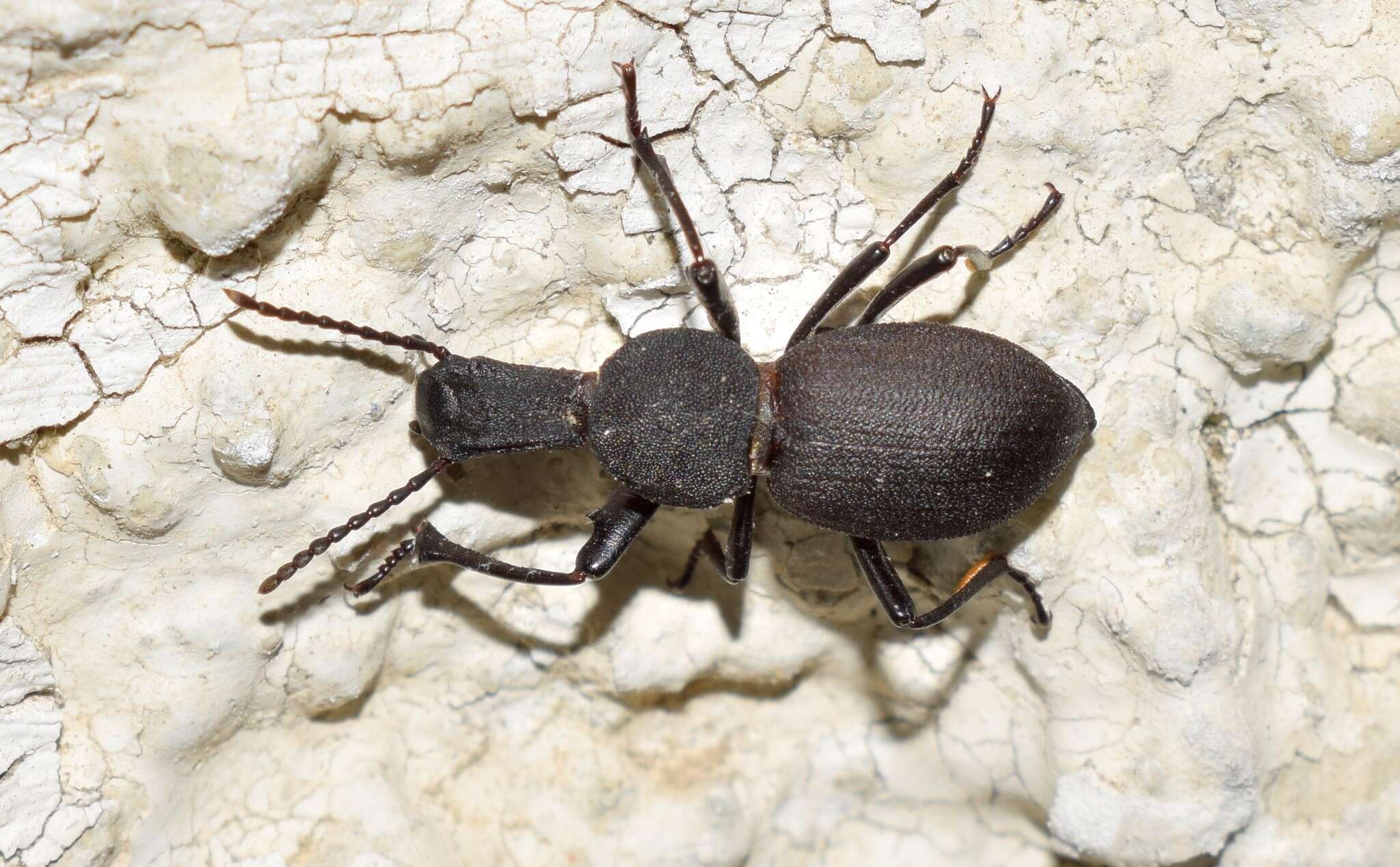 Image of <i>Cephalostenus orbicollis</i>