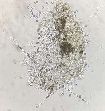 Imagem de Trichobolus zukalii (Heimerl) Kimbr. 1967