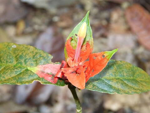 Image of Peruvian wild petunia