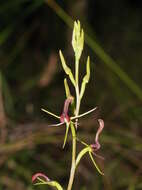 Image of Small tongue orchid