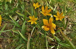 Image of Wild tulip