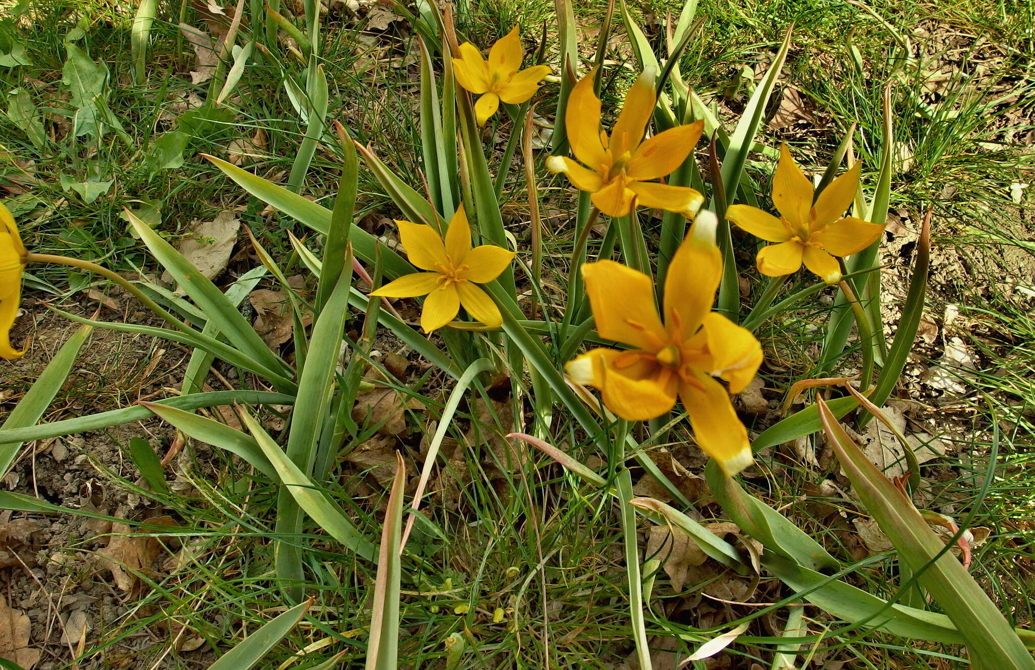 Image of Wild tulip