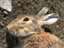 Image of Oryctolagus cuniculus cuniculus (Linnaeus 1758)