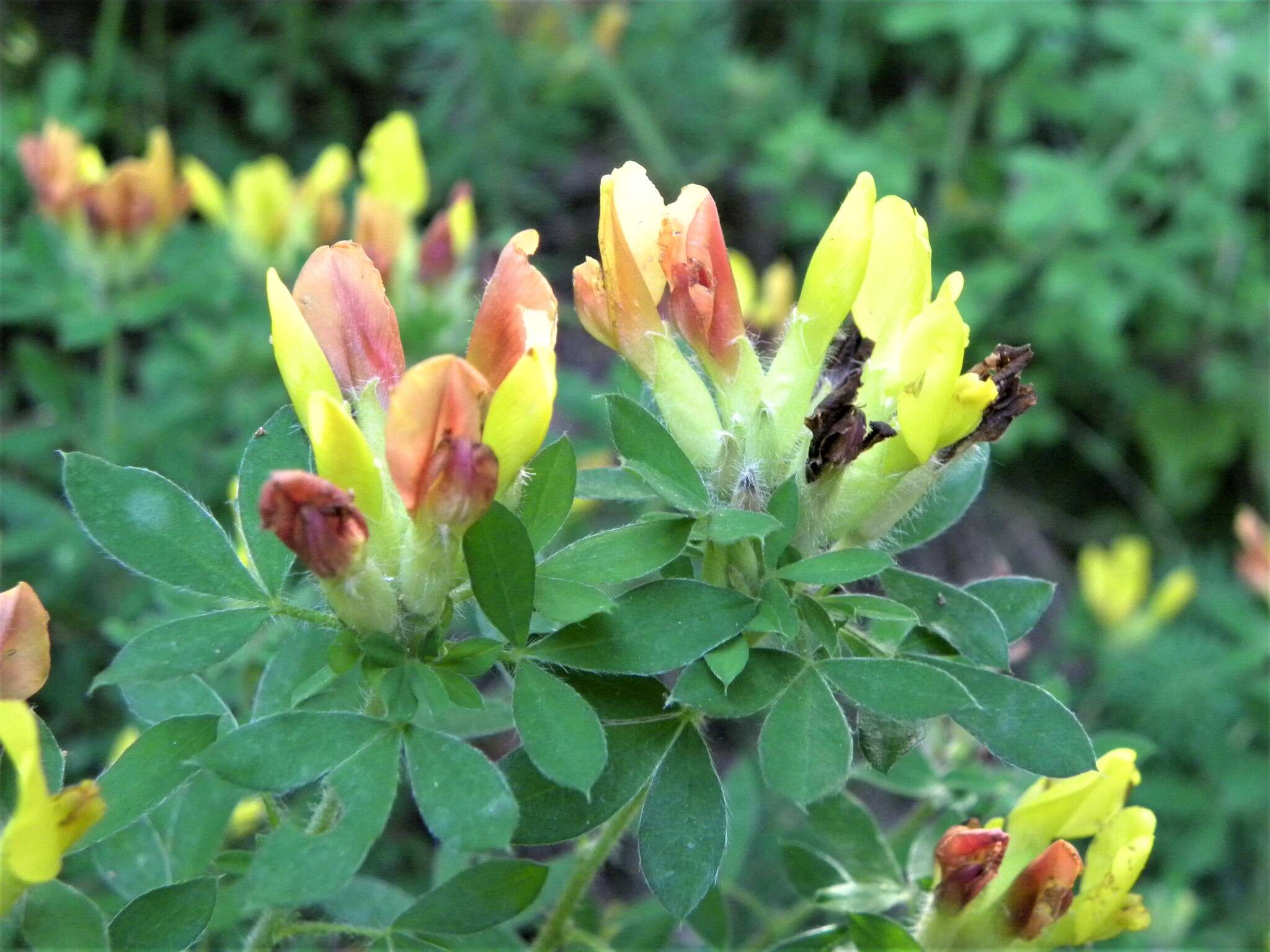 Слика од Cytisus hirsutus L.