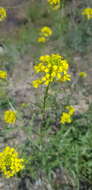 Image of Erysimum flavum subsp. altaicum (C. A. Mey.) Polozhij