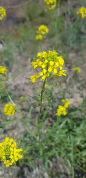 Image de Erysimum flavum (Georgi) Bobrov