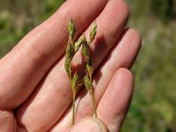 Image of whitescale sedge