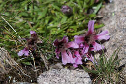 Image of Saponaria pumila Janchen