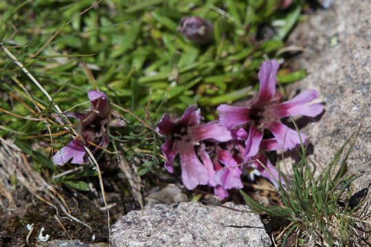 Image of Saponaria pumila Janchen