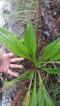 صورة Plantago australis Lam.