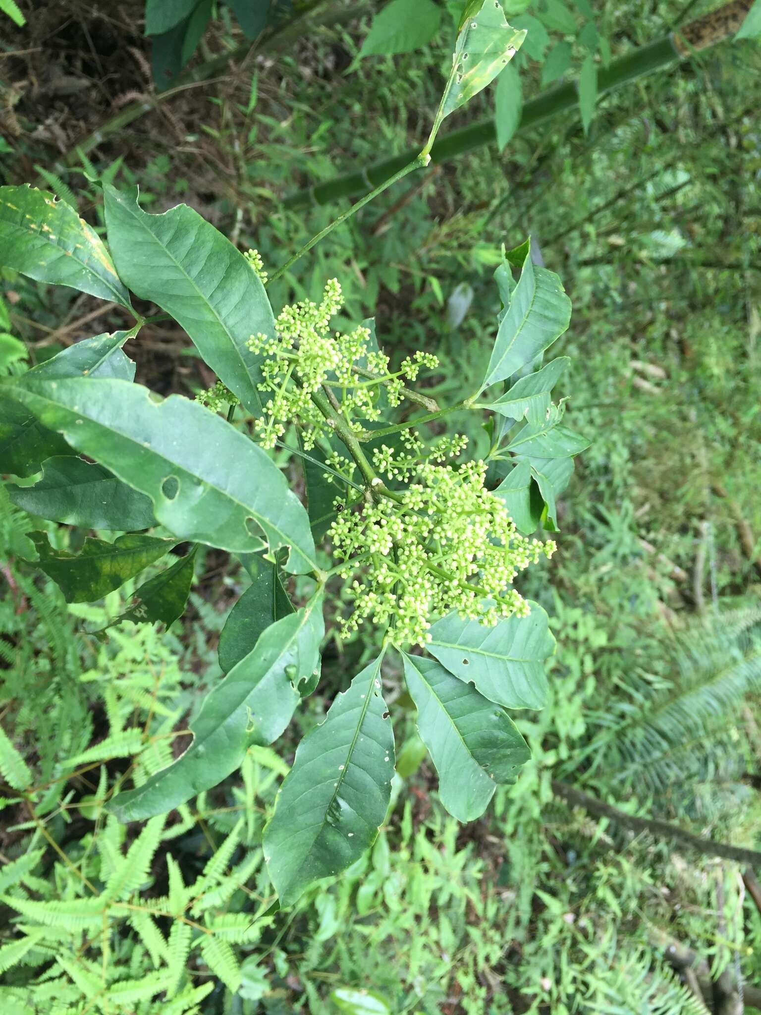 Image of Melicope pteleifolia (Champ. ex Benth.) T. G. Hartley