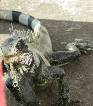 Image of Iguana iguana melanoderma