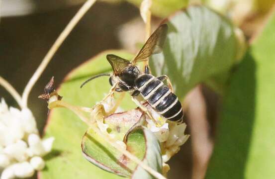 Image of Halictus farinosus Smith 1853