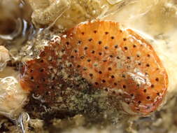 Image of Red ripple bryozoan