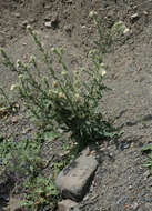 Image of Cirsium echinus (M. Bieb.) Hand.-Mazz.